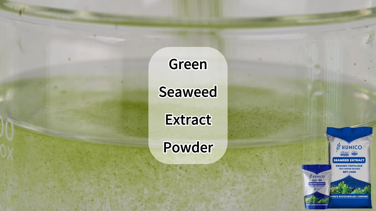 #Humico Green Seaweed Extract Powder 100% Water-solubility - China Organic Fertilizer Manufacturer