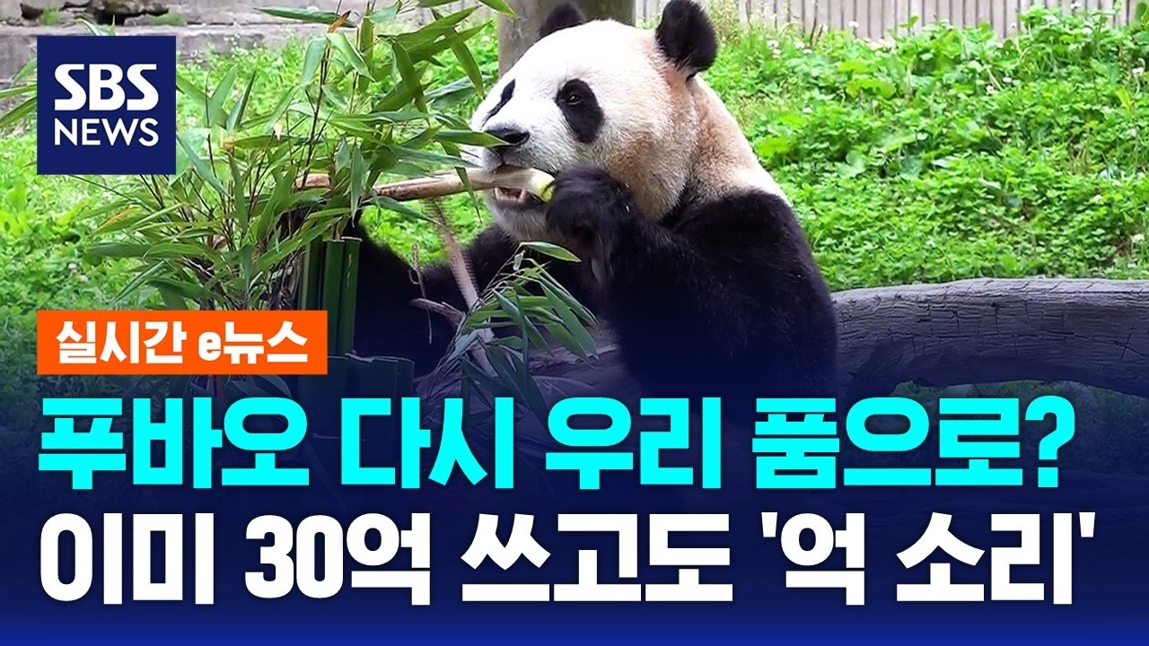 푸바오, 다시 우리 품으로?&hellip;
