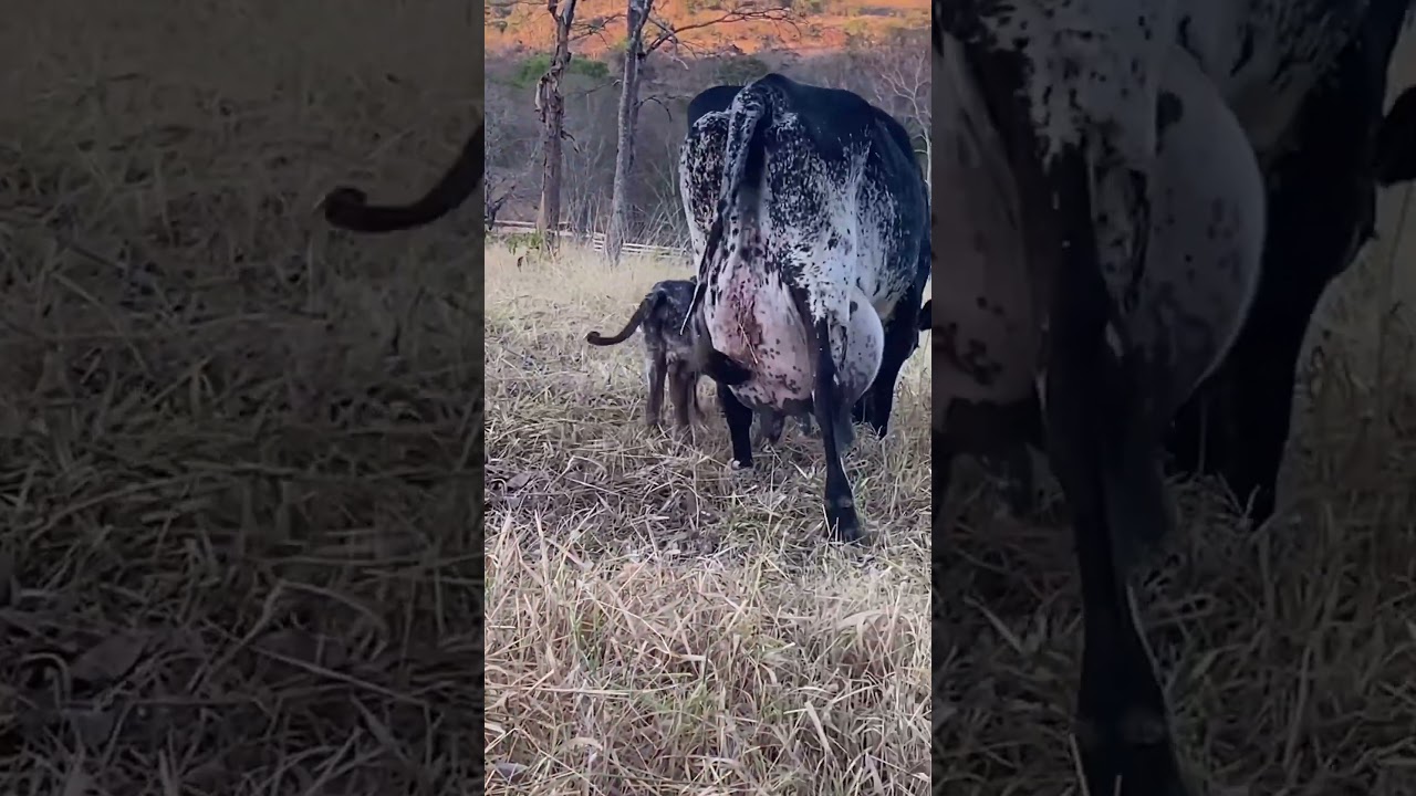 Brazilian gir cow