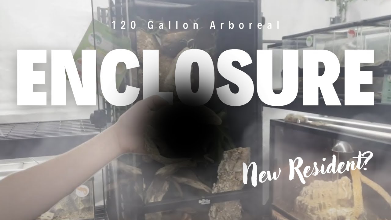 Creating a 120 Gallon Arboreal Enclosure for our newest Ambassador!