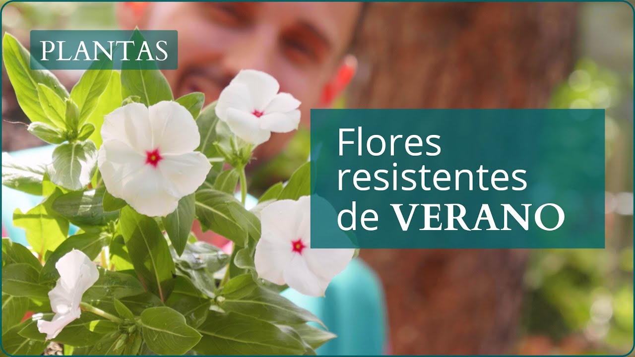 FLORES de exterior RESISTENTES para VERANO | Verdecora