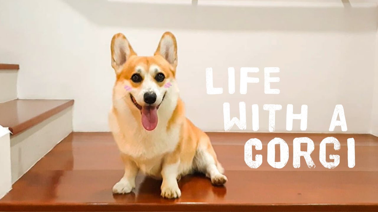 #3 Pengalaman Pelihara Anjing Corgi |  LUNA HAPPY FAMILY