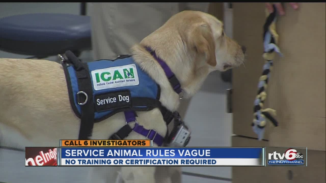 Call 6 investigation finds federal law regarding service animals vague