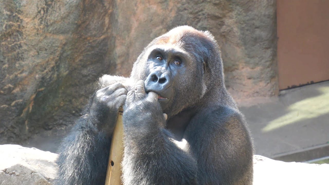 「母ちゃん元気かな」ゲンタロウ・・・と思うことはあるのかな？　上野動物園　ゴリラ　202602