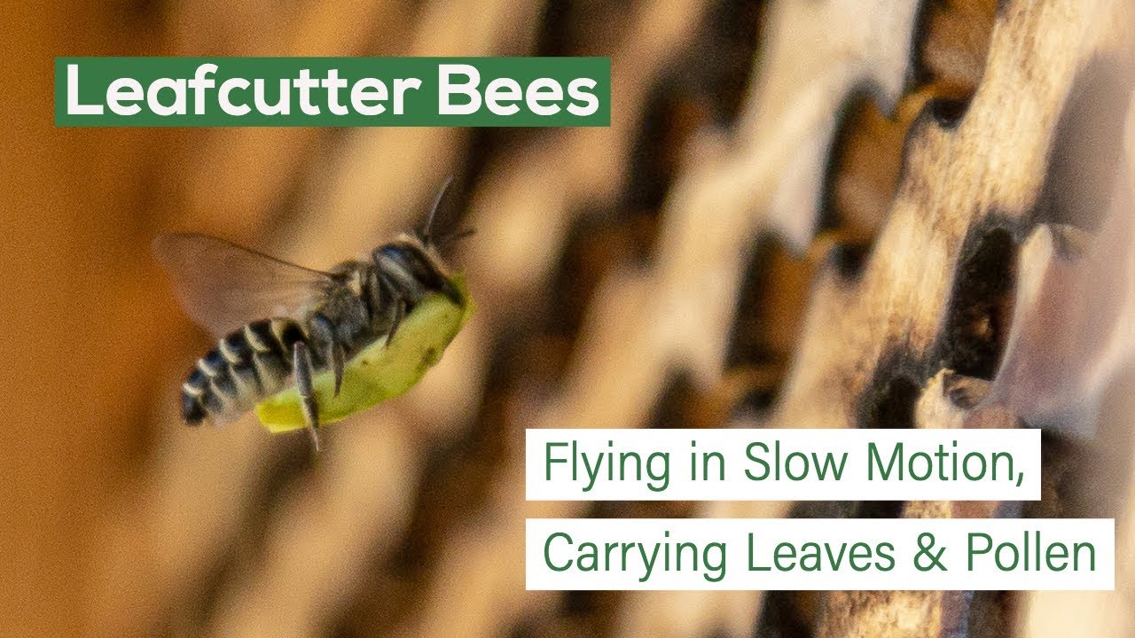 Leafcutter Bees Flying in Slow Motion, Carrying Leaves & Pollen