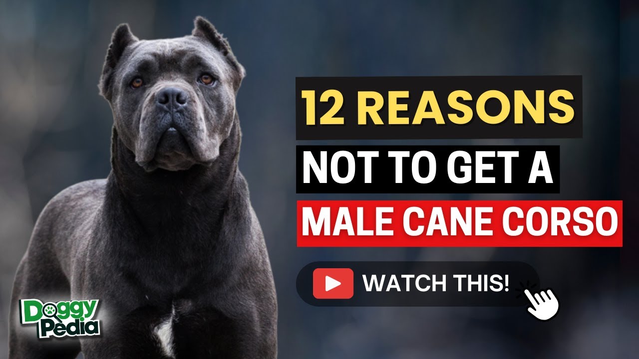 12 Reasons You Should Not Get A Male Cane Corso