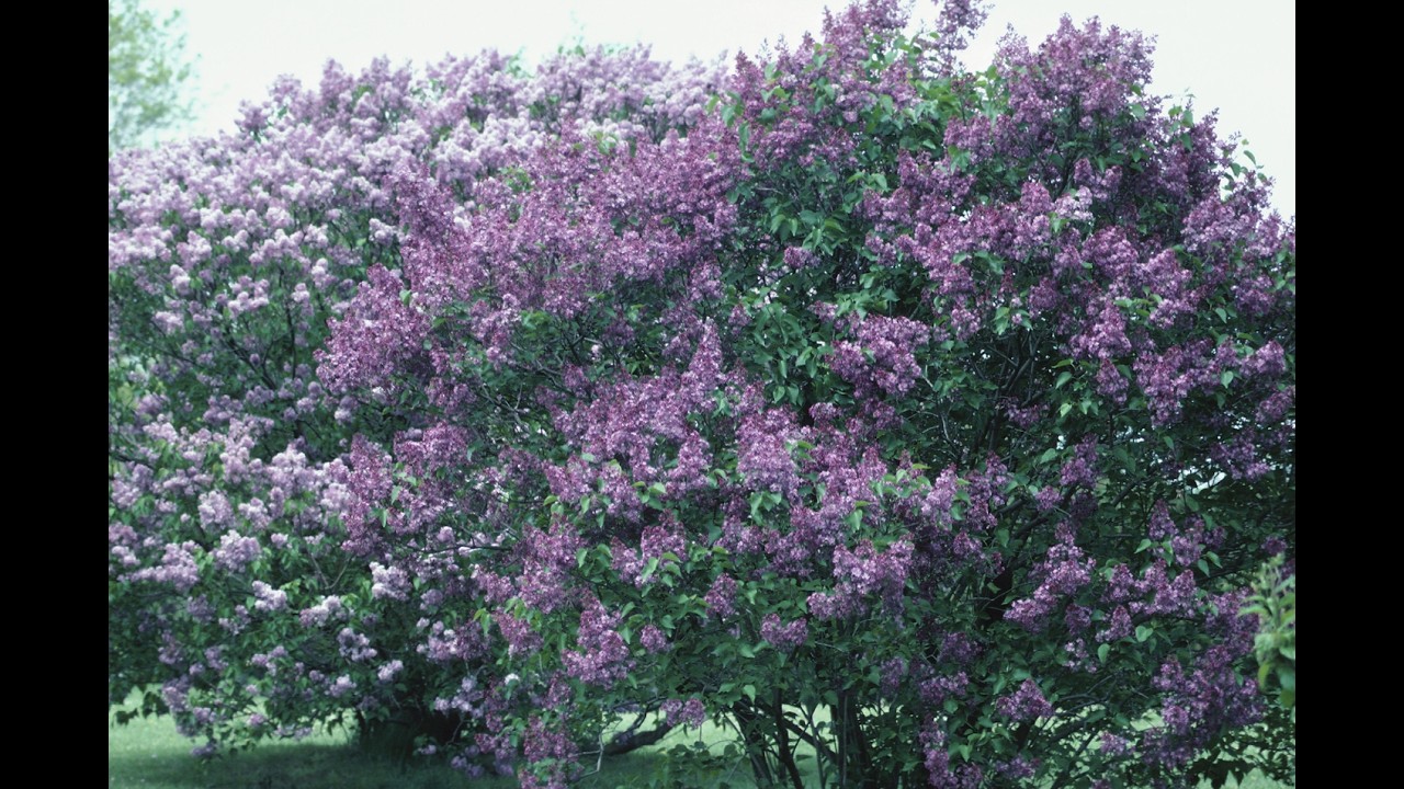Les meilleures plantes pour une haie au Québec (faciles et résistantes)