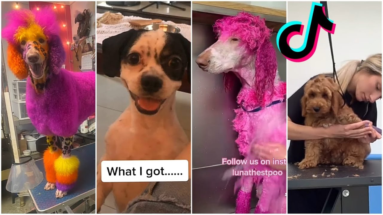 Dog grooming tiktok compilation 🐶🐶