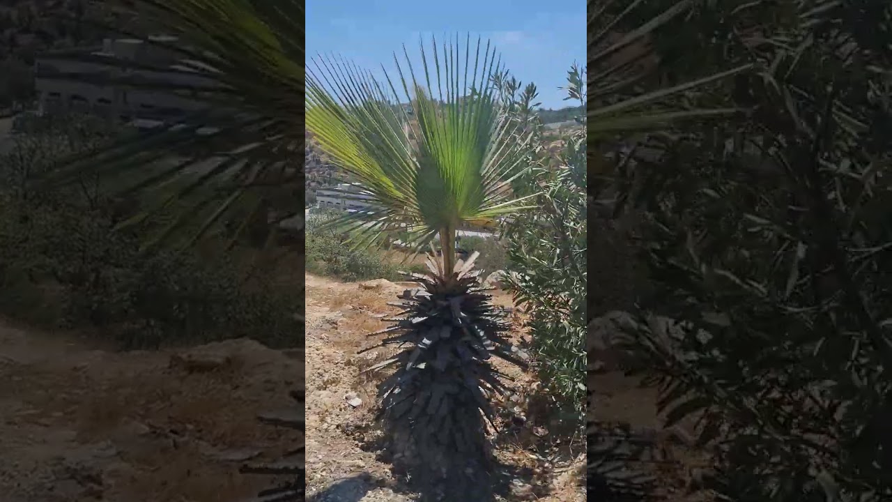 ماحص المملكه الاردنيه الهاشميه 