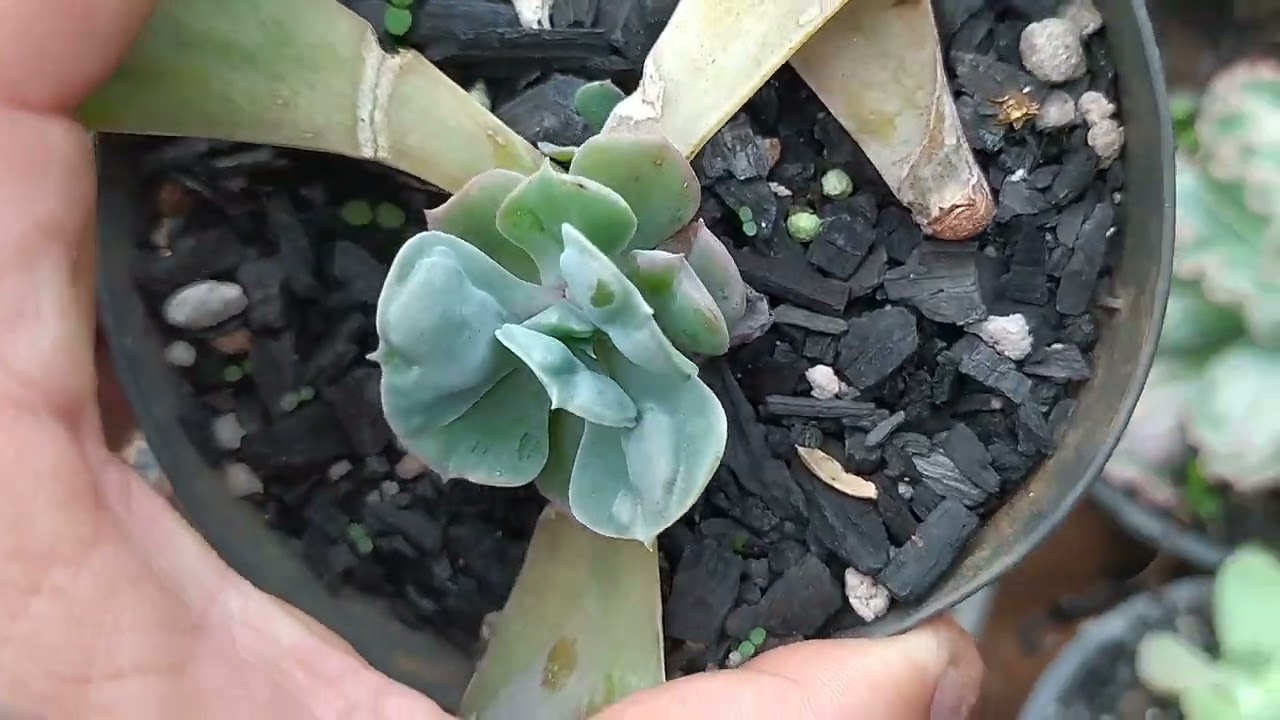 echeveria hearts delight como cuidar da echeveria hearts delight?