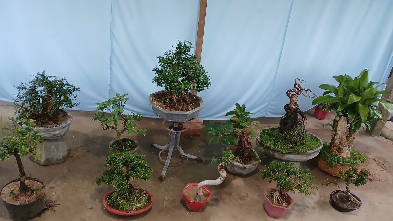 Chiều 27/1  #0346714857 gl trà phúc kiến. Túc. Sam trái. Phát tài. Hải châu.....bao ship toàn quốc 
