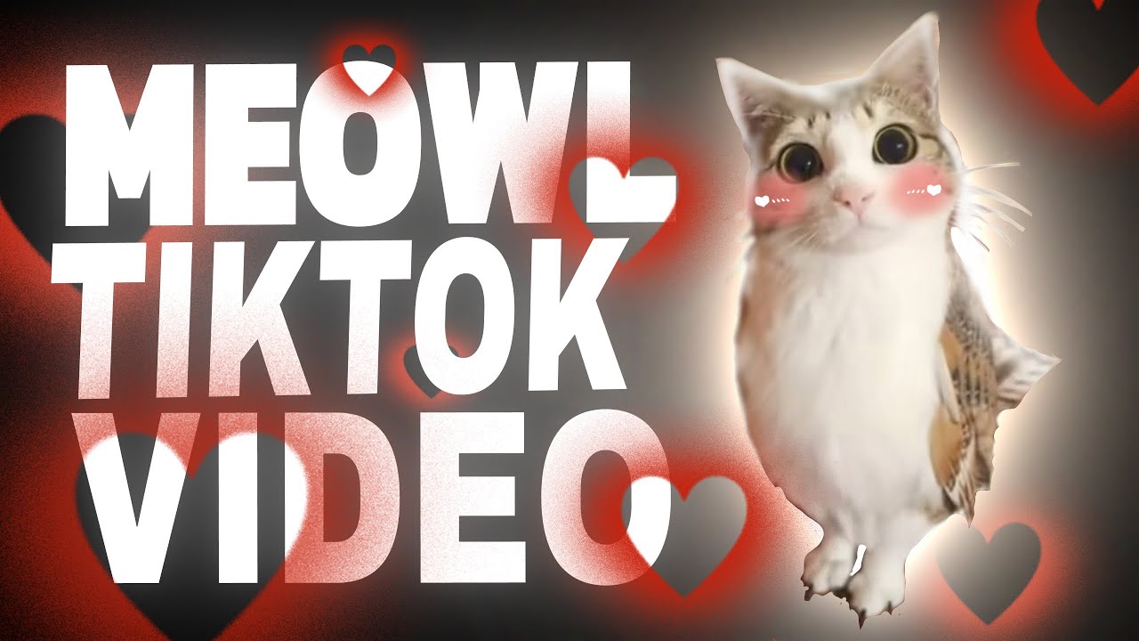 😺🦉MEOWL TIK TOK VIDEO 📷