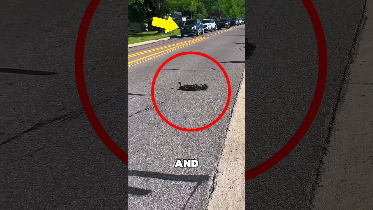 She Stopped Traffic to Save a Duck Family 🦆❤️ #animals #duck #shorts