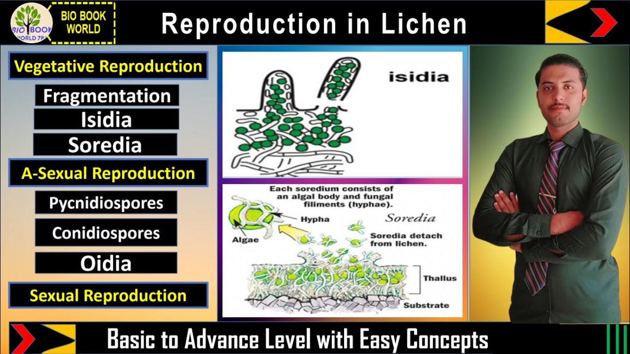 Reproduction in Lichens | Vegetative | A Sexual Reproduction | Sexual Reproduction in Lichen