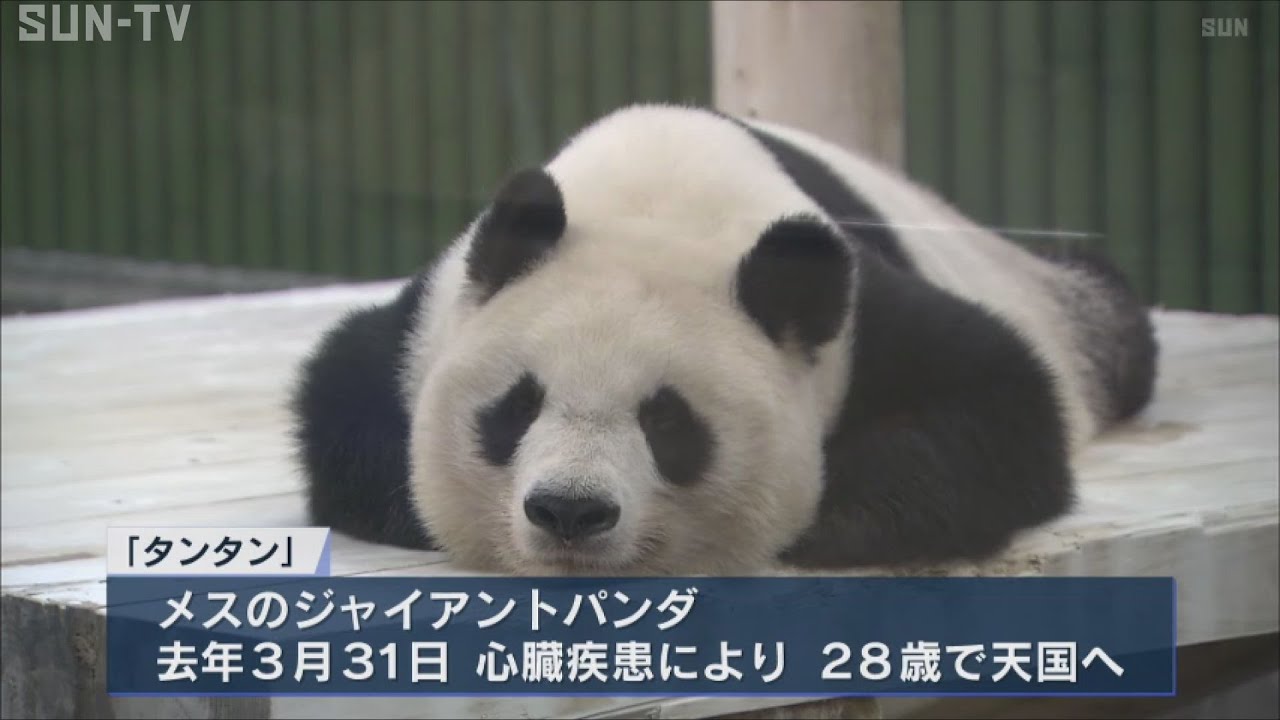 神戸・王子動物園のジャイアントパンダ「タンタン」が天国に旅立ち1年　各地で追悼行事