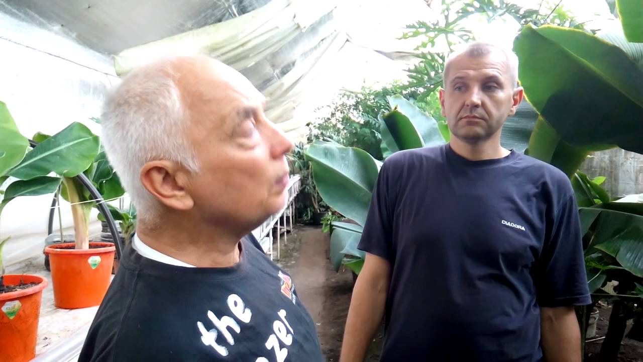 Банановая ферма. Приглашаем на экскурсии.