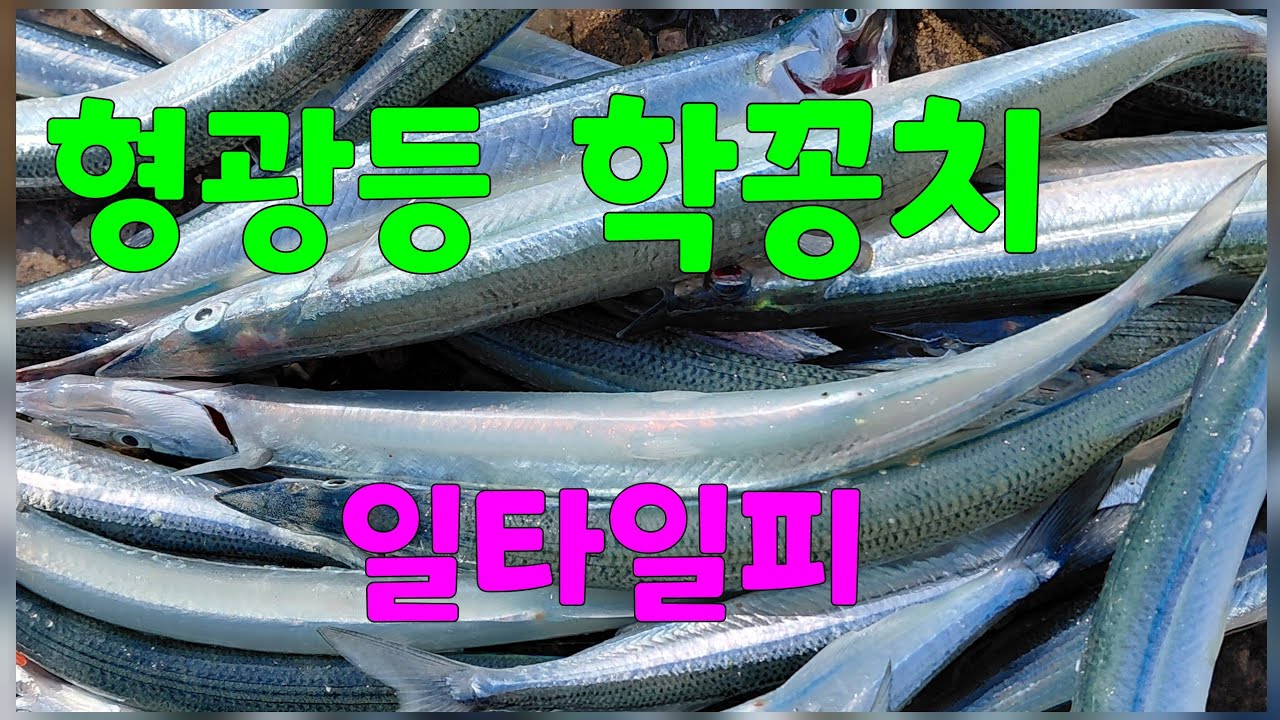 형광등급 학꽁치가  일타일피^^