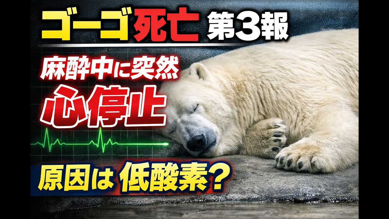 【第3報】ズーラシアのシロクマ・ゴーゴ死亡の原因は？麻酔中に何が起きたのか　よこはま動物園ズーラシア