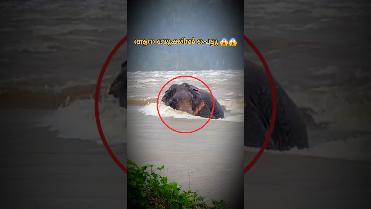 ദൈവം എപ്പോഴും ഈ പാവങ്ങൾക്ക്&zwnj; ഒപ്പം ഉണ്ട് 😱📈 #shorts #trending #edit #aana