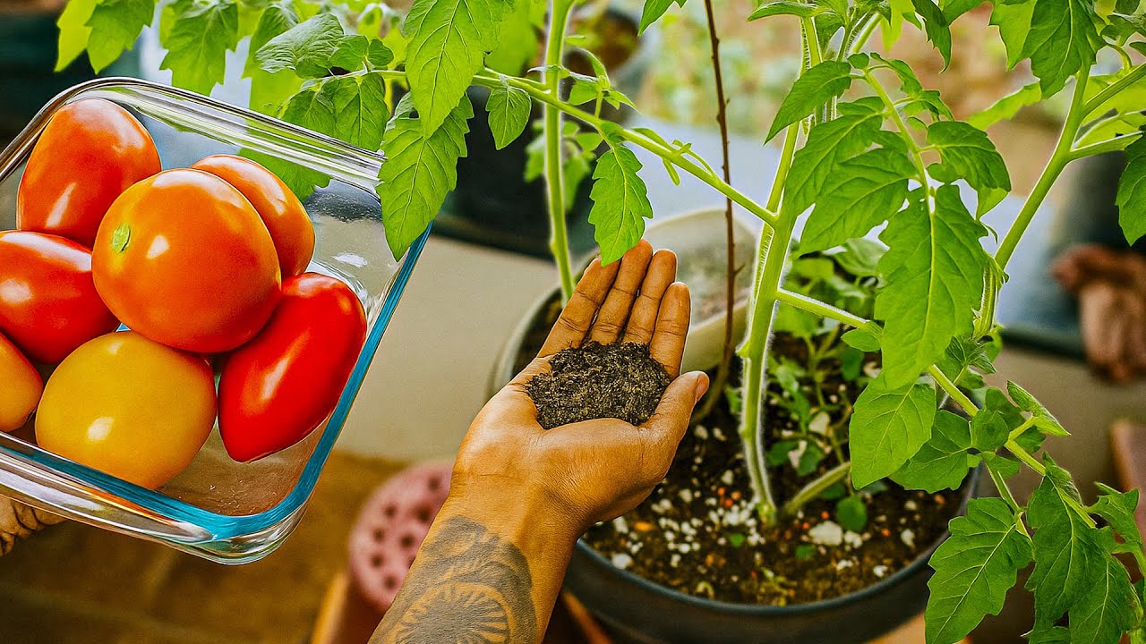 5 DICAS INFAL&Iacute;VEIS para Cultivar TOMATES em VASO (Sem Pragas e Cheios de Frutos!)