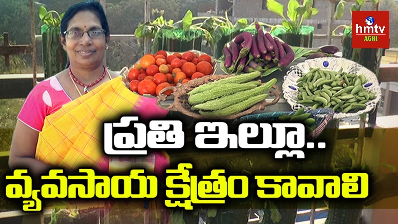 Vegetable & Fruits Cultivation On Roof | Terrace Garden By Usha In BHEL | hmtv Agri