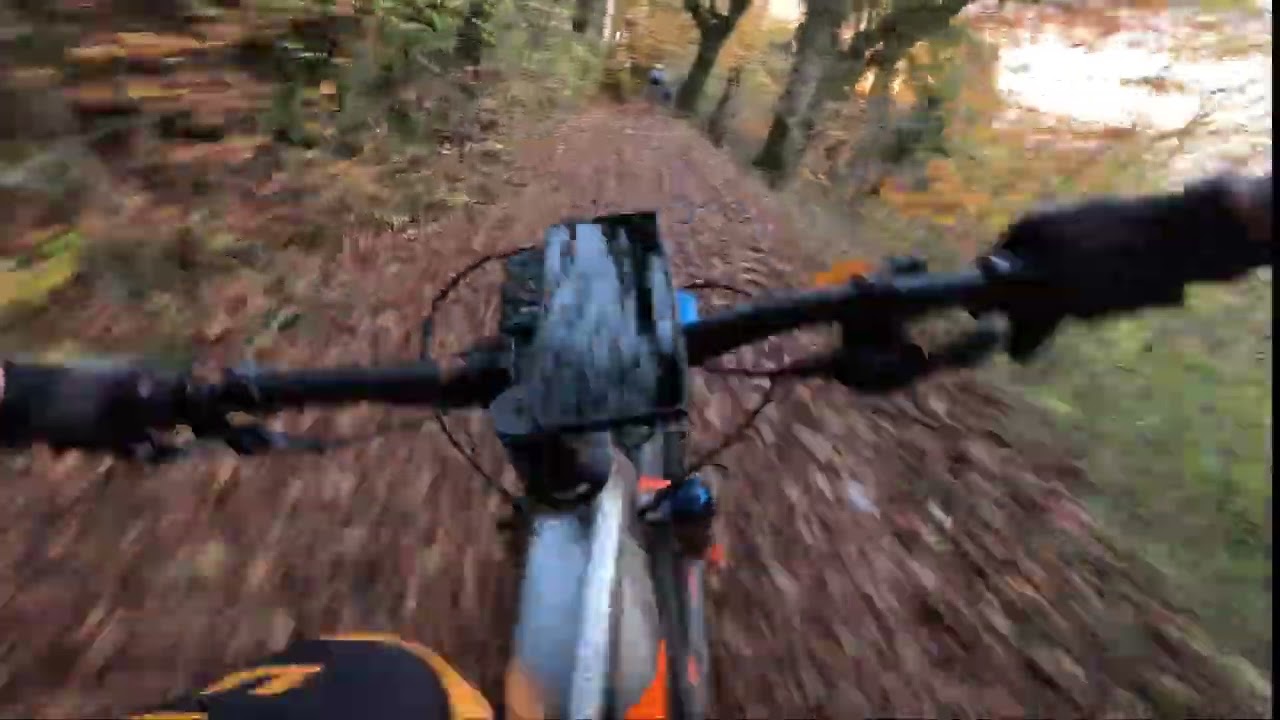 Petite balade en forêt entre pote 😁