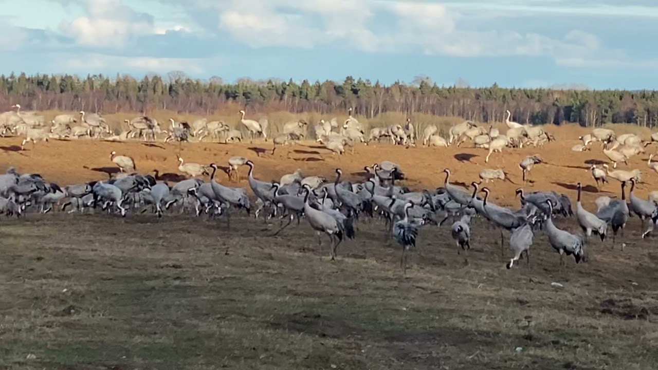 Underbara tranor vid Hornborgasj&ouml;n ✨💫