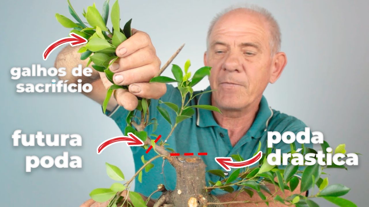 PODA DE FORMAÇÃO EM BONSAI DE FIGUEIRA | Ficus Microcarpa 5 | Vídeo 3