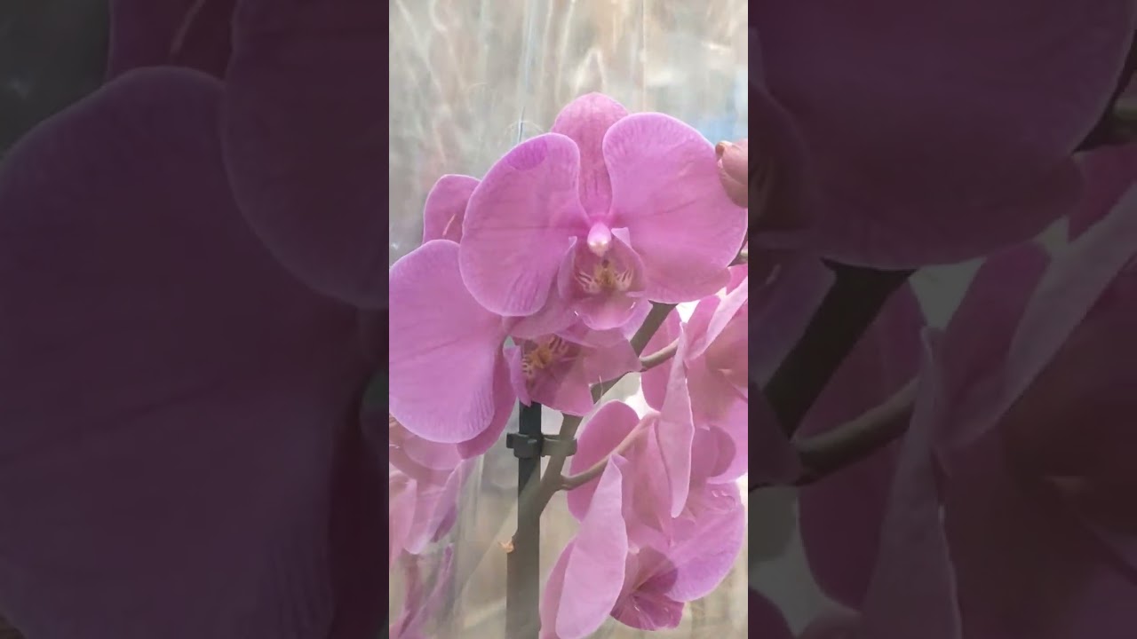 Орхидеи из ТЦ Ашан от Кристины🔥👍🪴🌸🌷