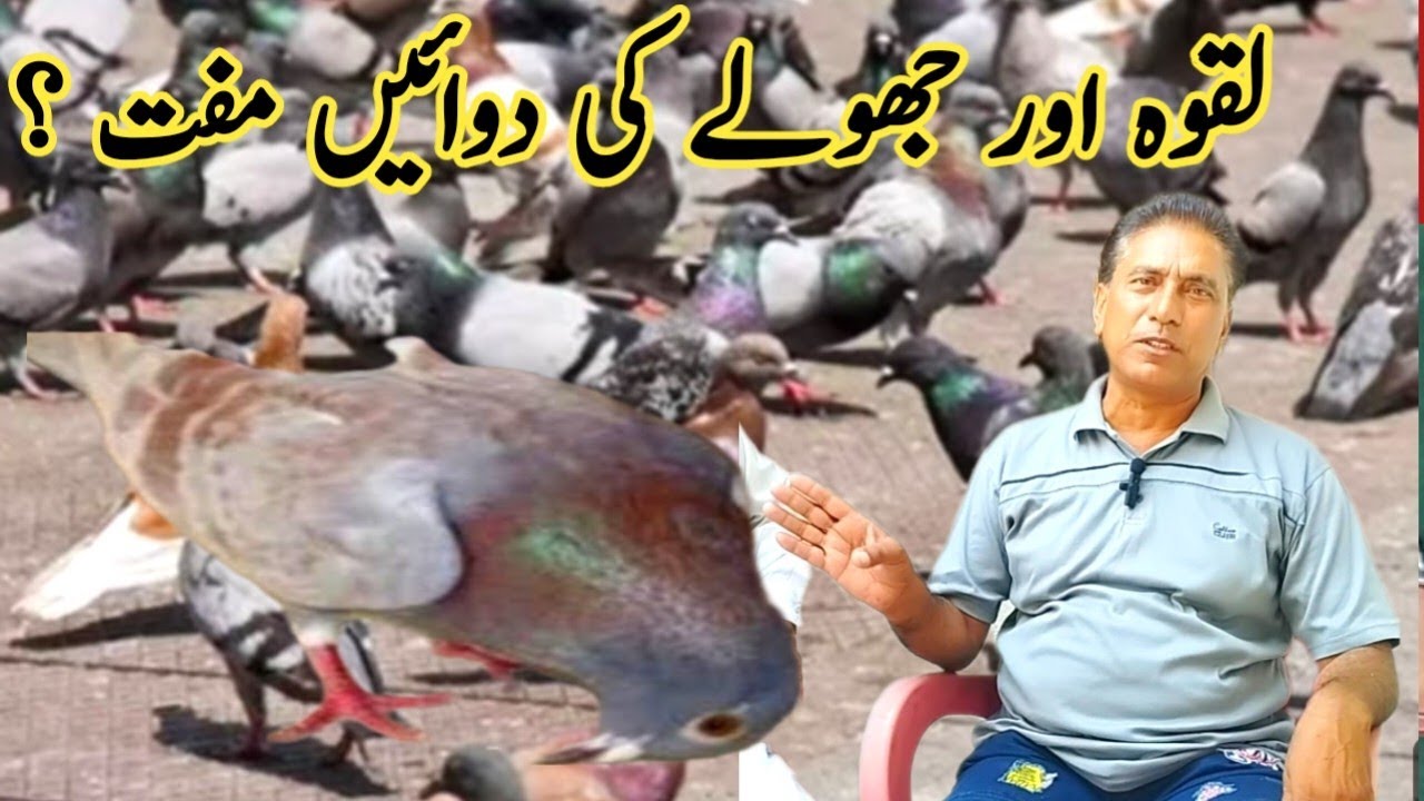 What is the cause of pigeons paralysis ? || #Amjadaliofficial