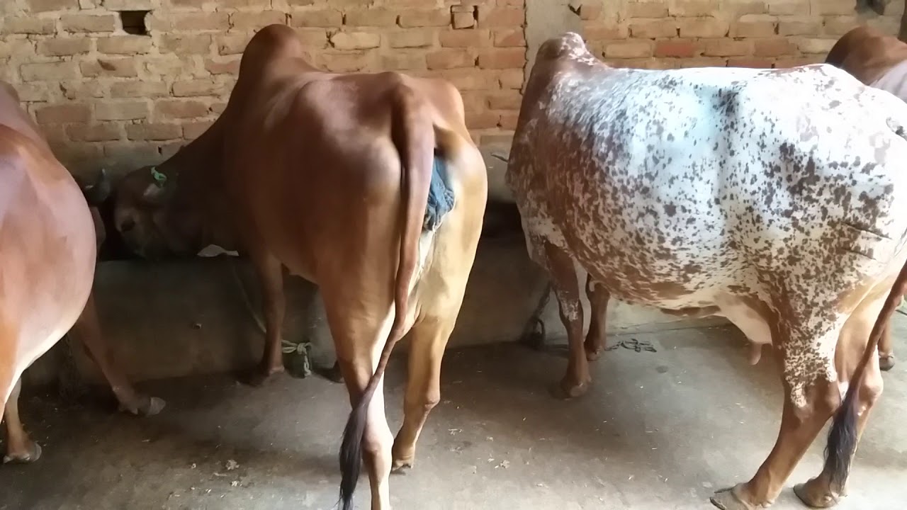 Krishna dairy farm goyla dairy Dwarka Delhi
