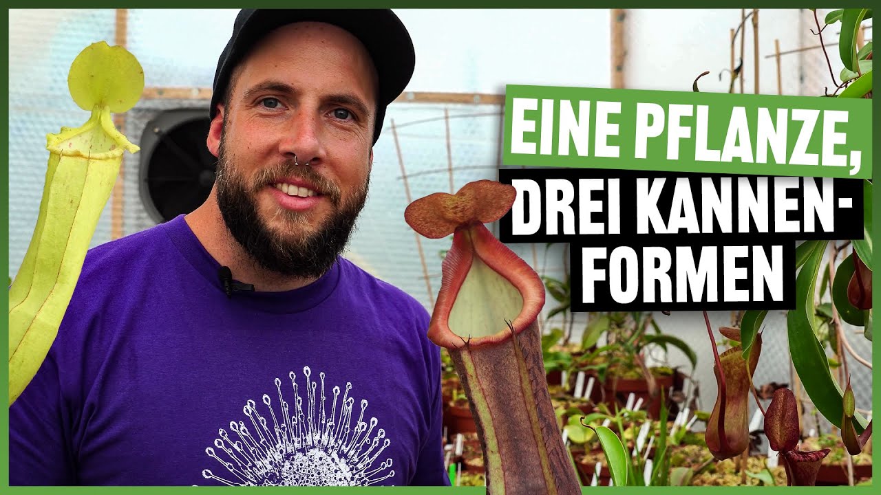 #144 Bodenkanne und Hochkanne, unterschiedliche Kannen bei Nepenthes