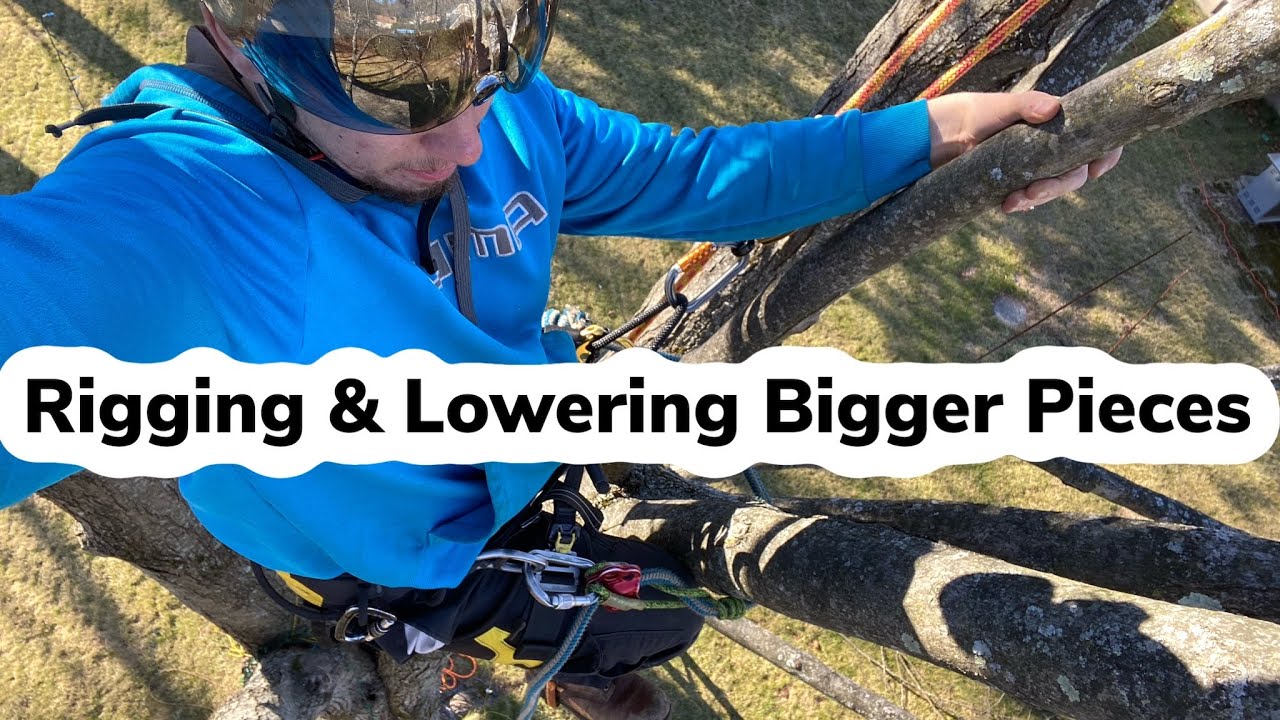 Arborist Tree Rigging Techniques For Large Limbs / Branches
