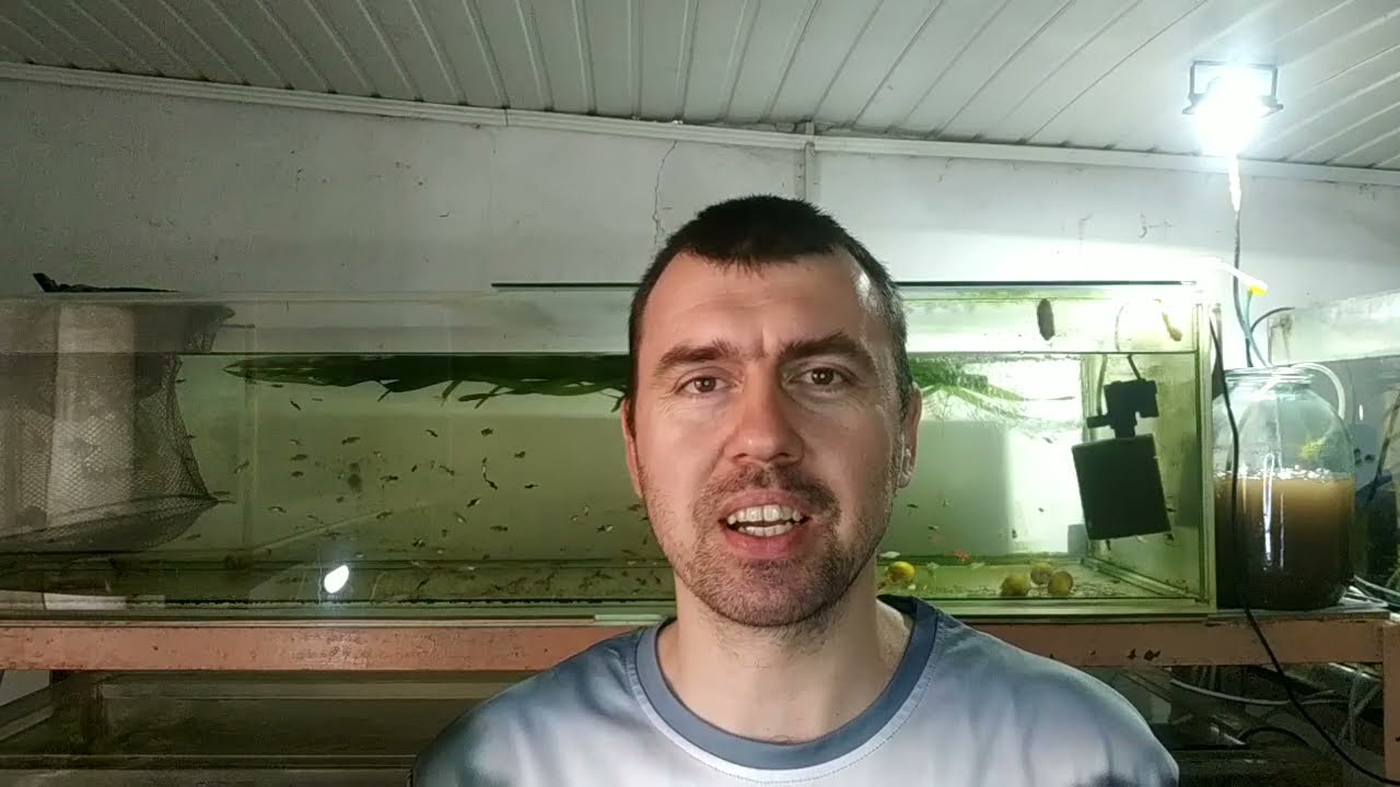 СУПЕР новости с разводни, нерест Тернеции в общем аквариуме, Анциструсы отнерестились УРА