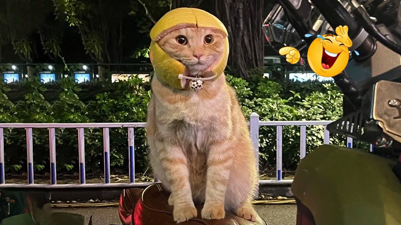 Funniest Cat Videos Ever 2026 😹🐱 | Try Not To Laugh