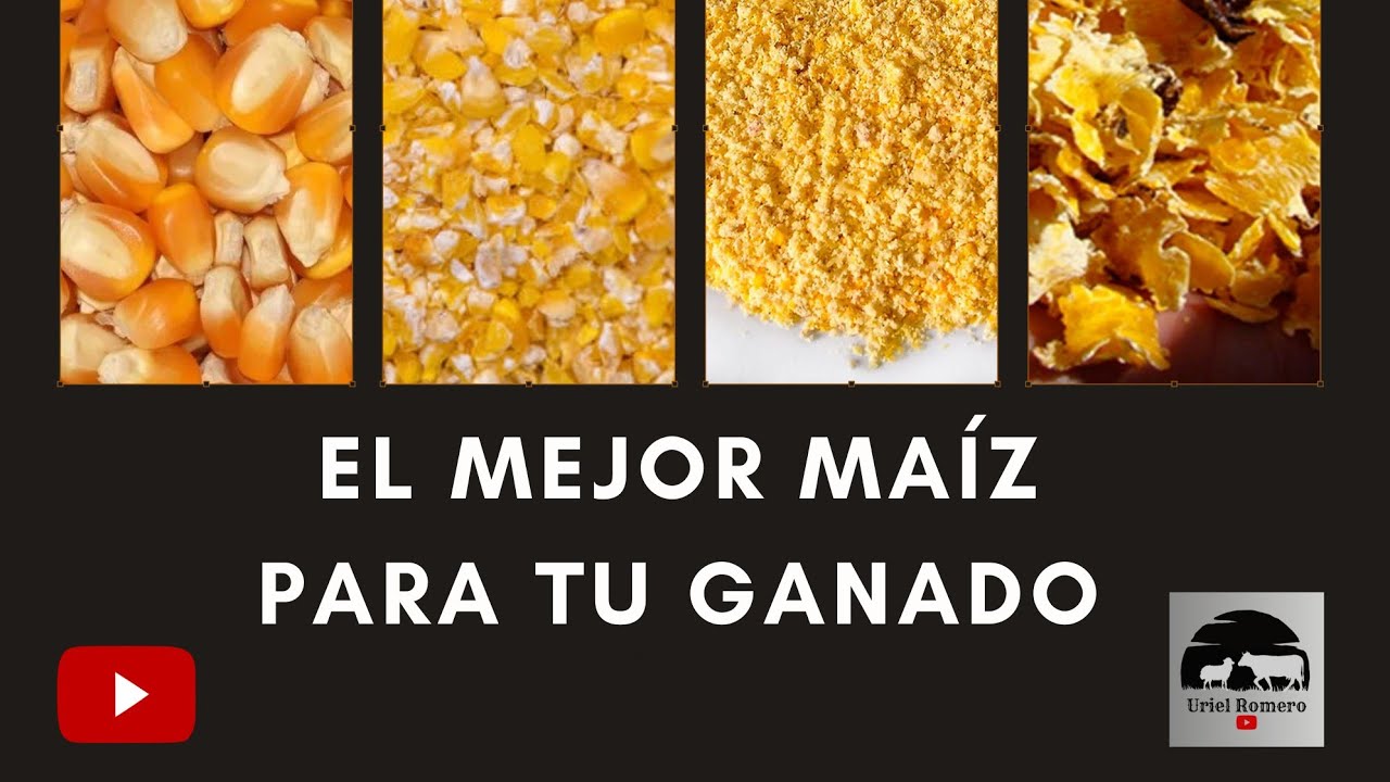 Cual es el mejor maíz para tu ganado (Entero, Quebrado, Molido, Rolado)