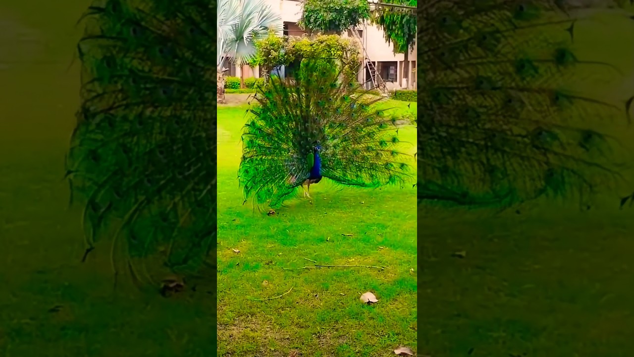 Majestic Peacock Dance in the Rain 🦚