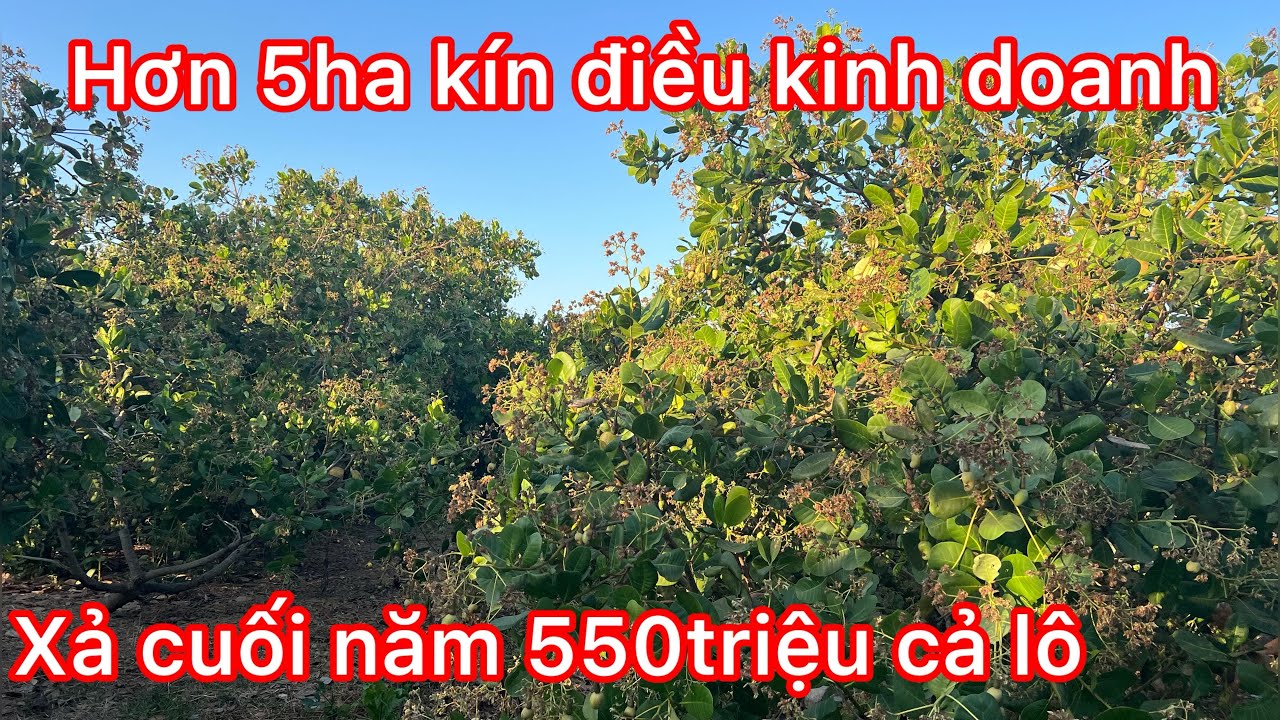 Cần chuyển nhượng gấp hơn 5ha điều lớn giá giảm sâu    Giá này chỉ bán 3 ngày sau 3 ngày giá khác 