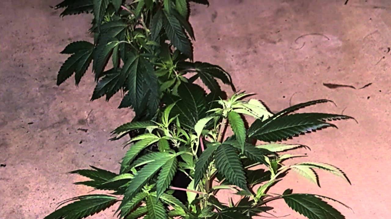 BANANA KUSH FROM CLONE