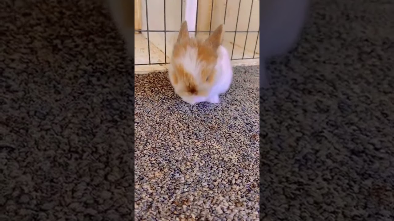 #Shorts#rabbit#animals#pets#funny#viral ||Animalslover