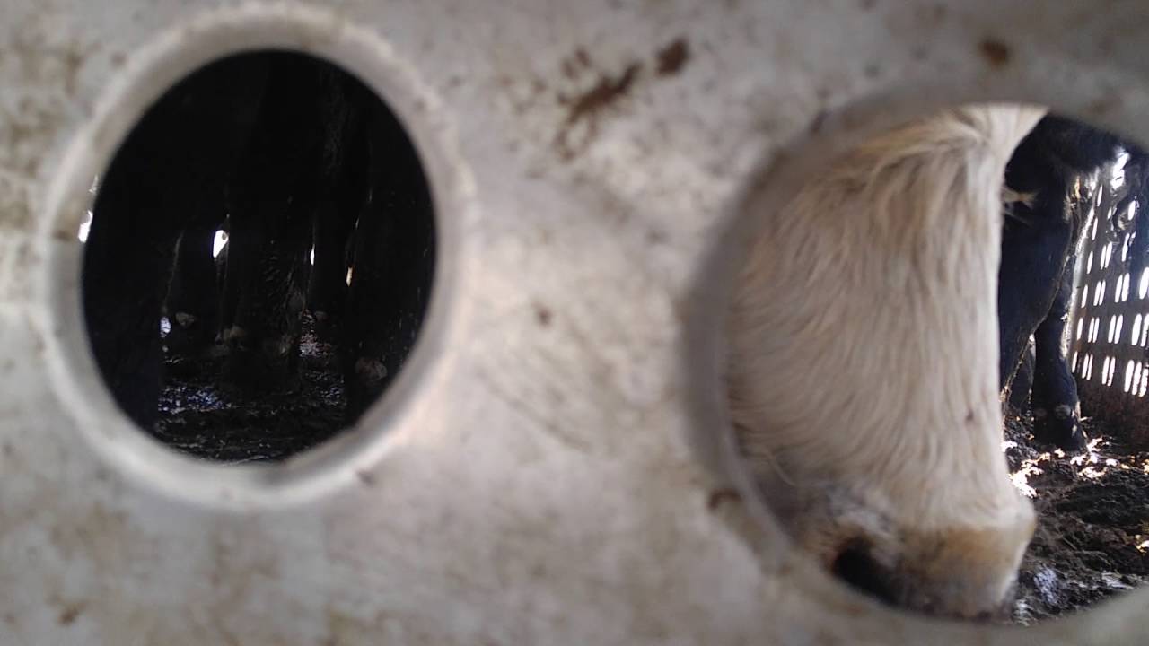Inside trailer while unloading cattle truck