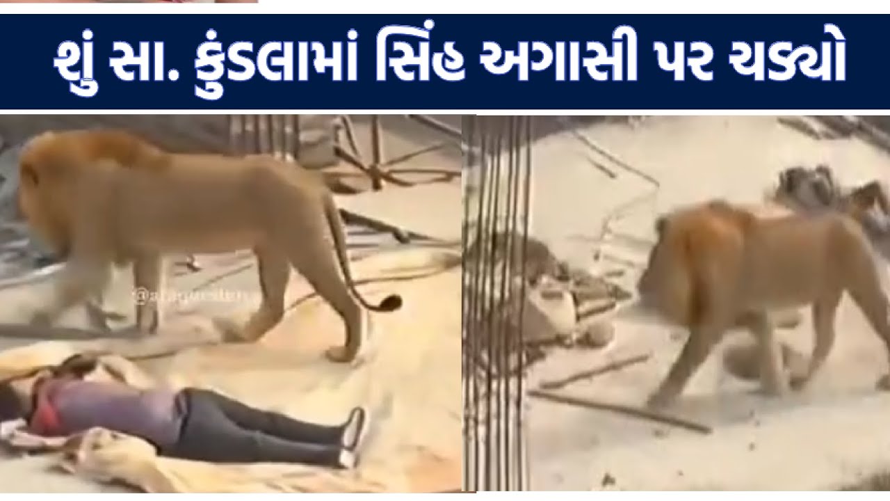 શું સાવર કુંડલામાં સિંહ અગાસી પર ચડ્યો | lione in forest | Navli News