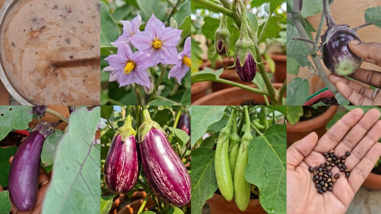 செடிகளின் சூப்பர் வளர்ச்சிக்கு லிக்விட் உரம் | | Giving Liquid Manure to plants | | Terrace Garden 