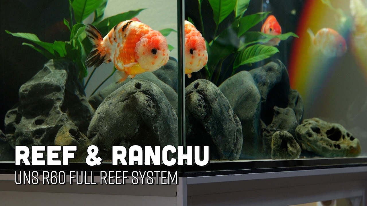 Fancy Reef System - From Setup to Finished Aquarium Cinematic ASMR