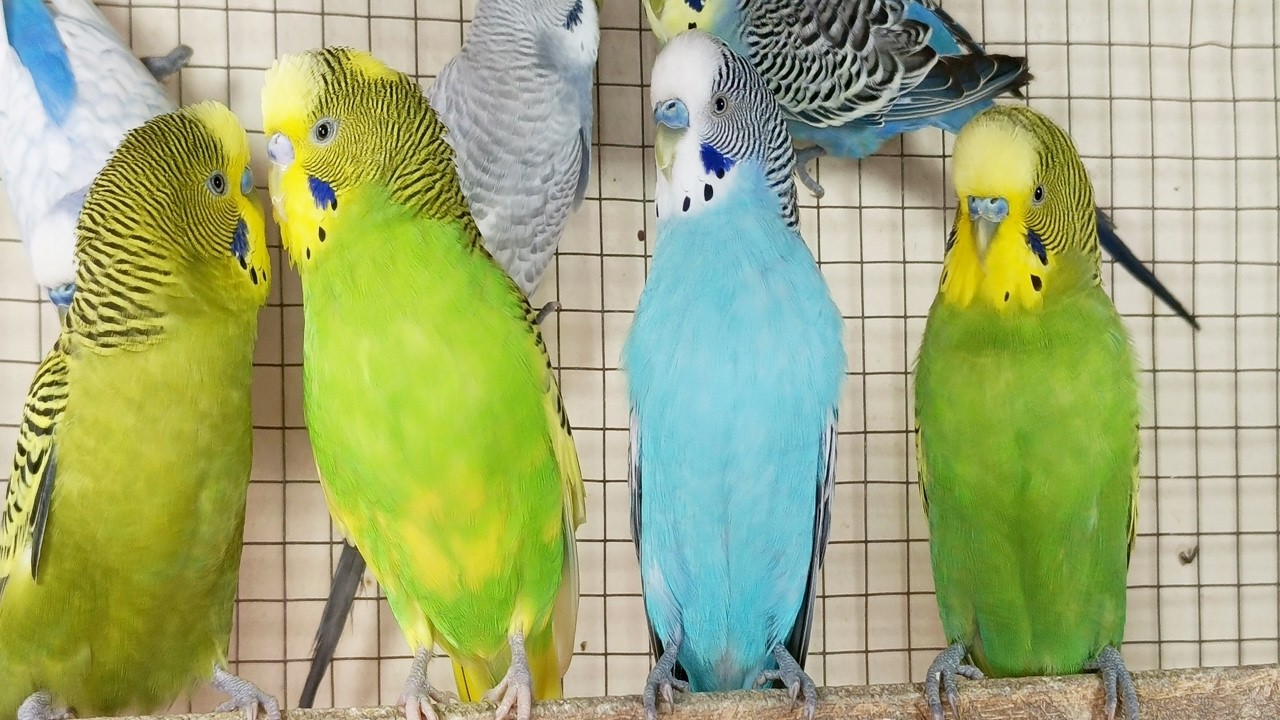 12 Hours of Happy Budgie Sounds: Relaxing Nature Ambience for Stress Relief