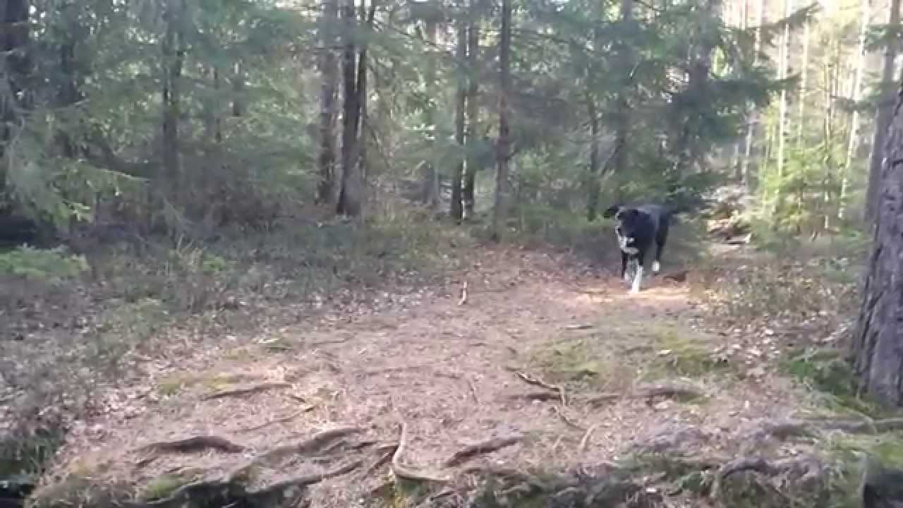 Another Iphone 5S Slo-mo test - jumping eurohound/dog