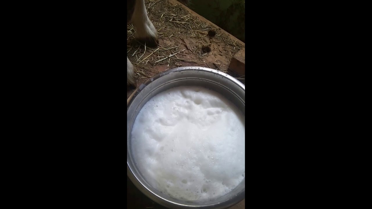 Milking Lolli and filtering milk