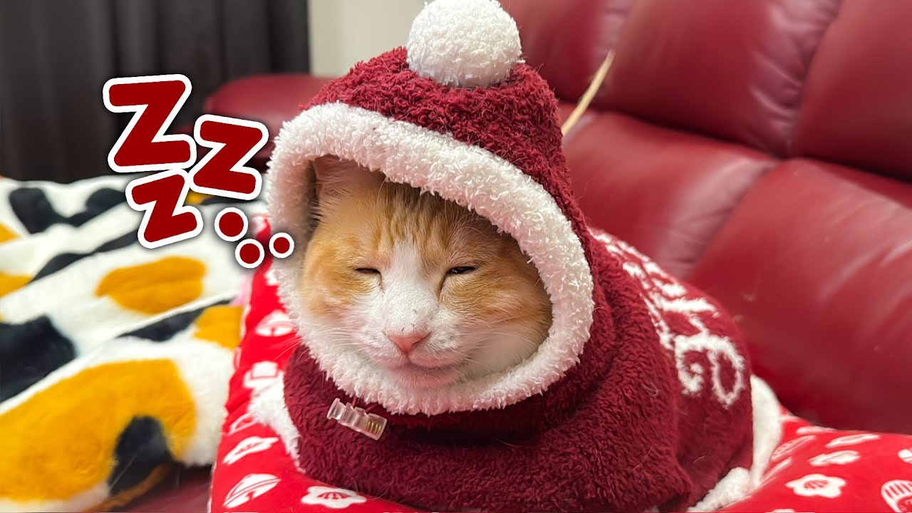 初めてジェラピケの服を着せられたロビンが暖かすぎてそのまま寝落ちしてしまいました…www