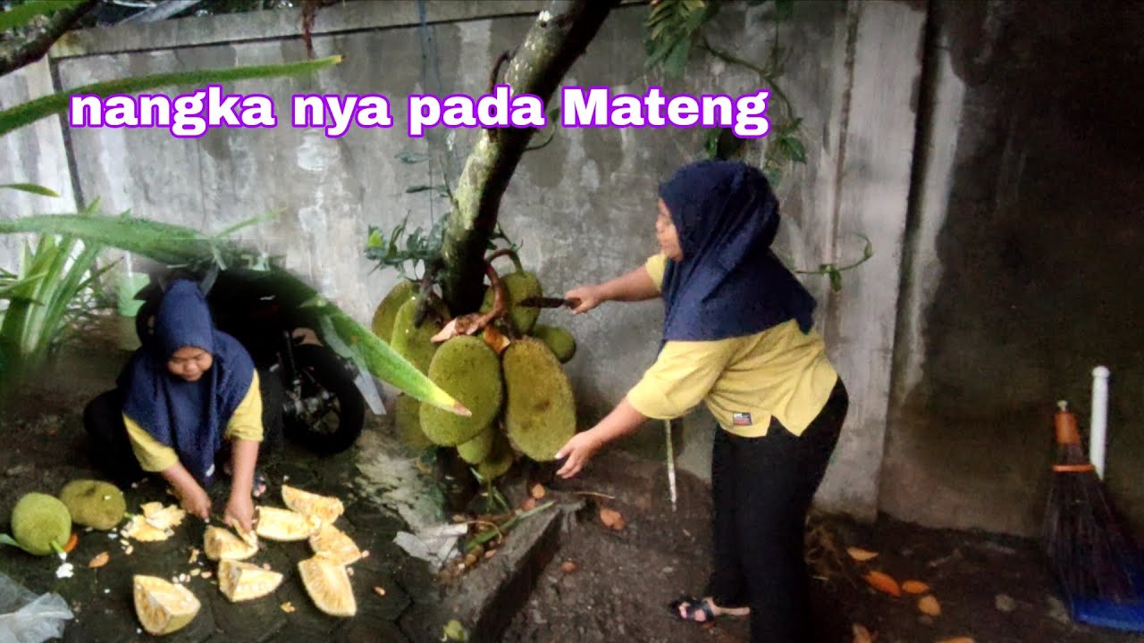 Manen nangka nya pada Mateng 