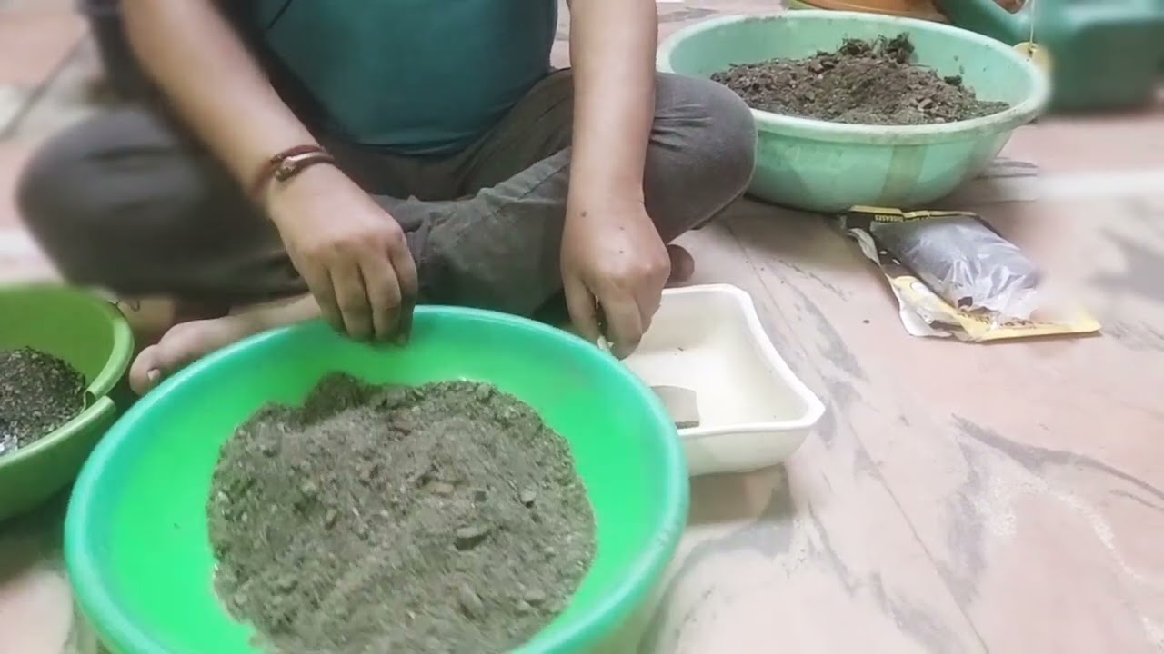 Stephania erecta How to plant at home, care and methods
